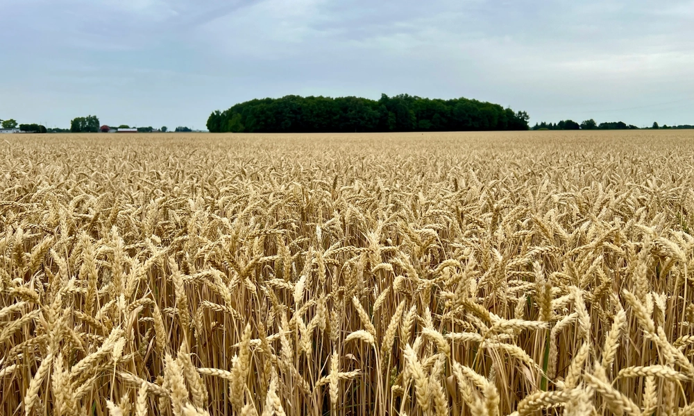 wheat growing in a field in Michigan