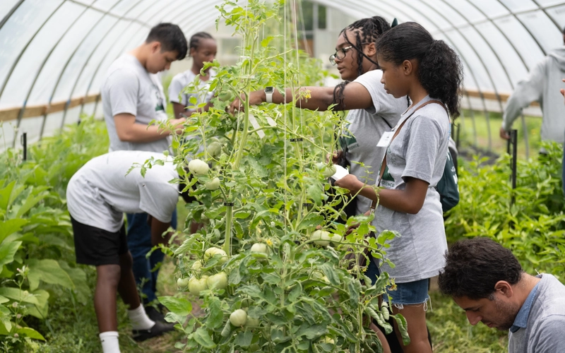 High school students examine tomato plants inside a greenhouse during an MSU Honors program.