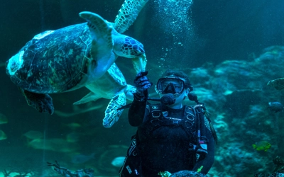 A diver in scuba gear feeds a turtle a leaf of lettuce in an aquarium