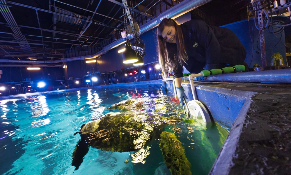 Lauren Grauer reaches into a pool at an aquarium with tongs holding lettuce to feed a sea turtle