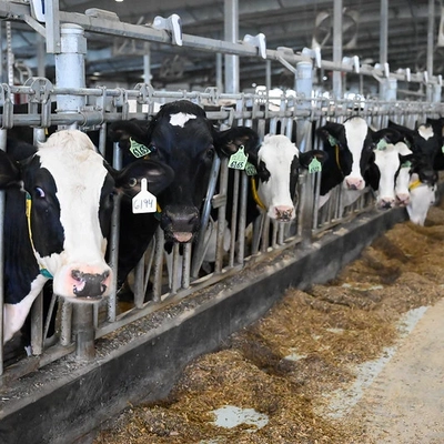 Cows standing in a row in a dairy.