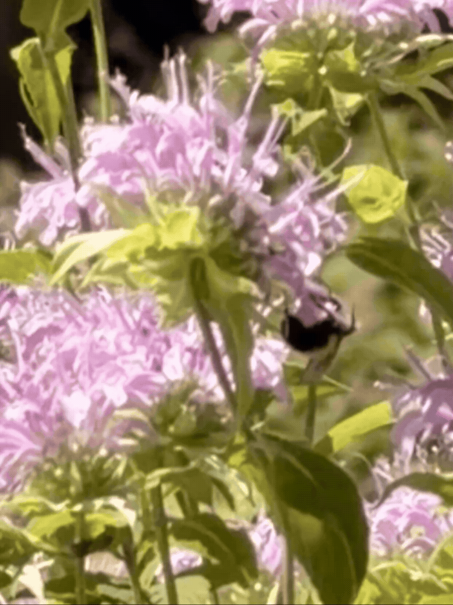 A bumblebee collects nectar from light purple wild bergamot flowers surrounded by pink coneflowers, black-eyed Susans and other native wildflowers in a Michigan State University pollinator habitat.