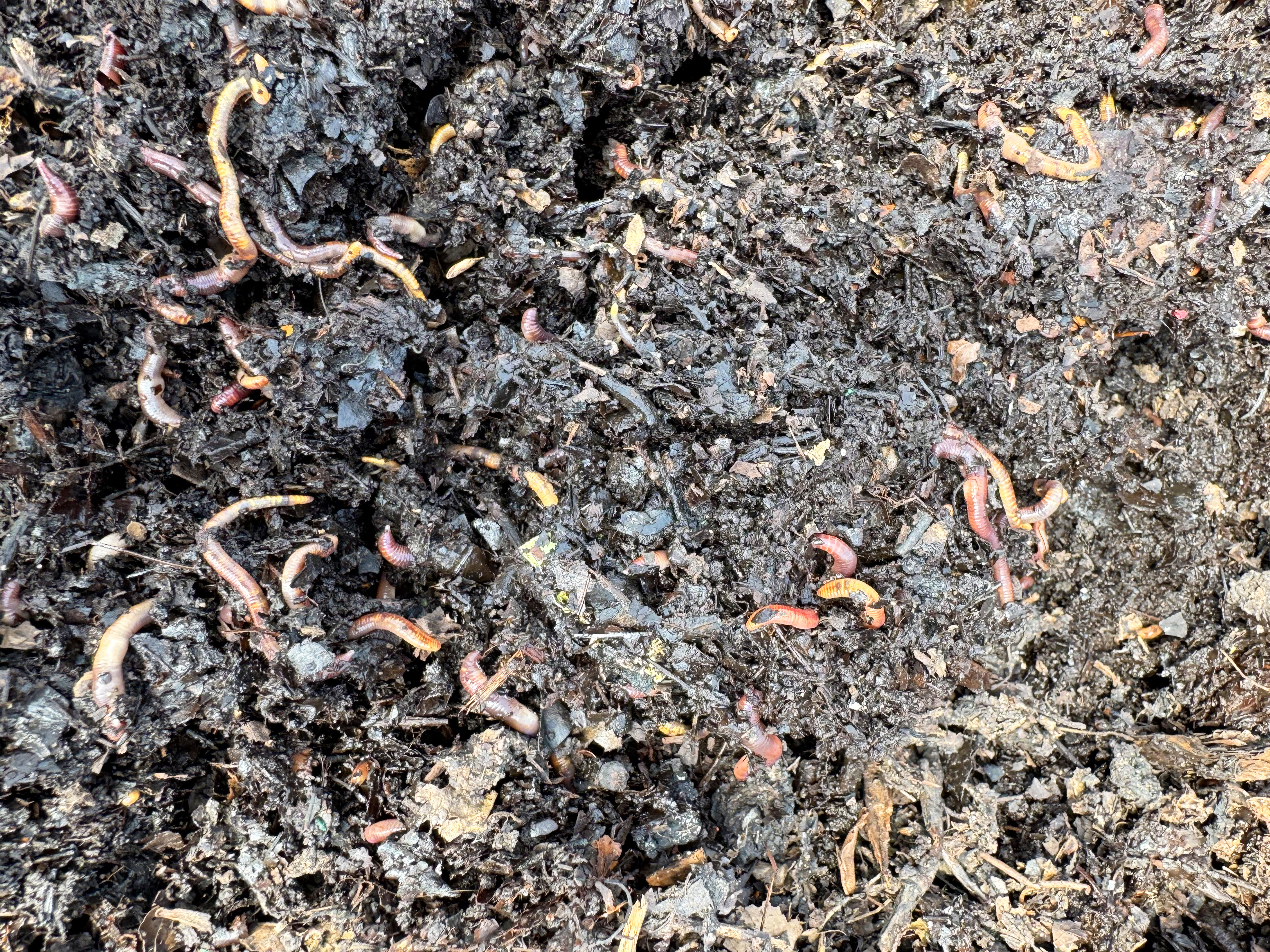 Red wiggler worms exposed in an upturned patch of compost.
