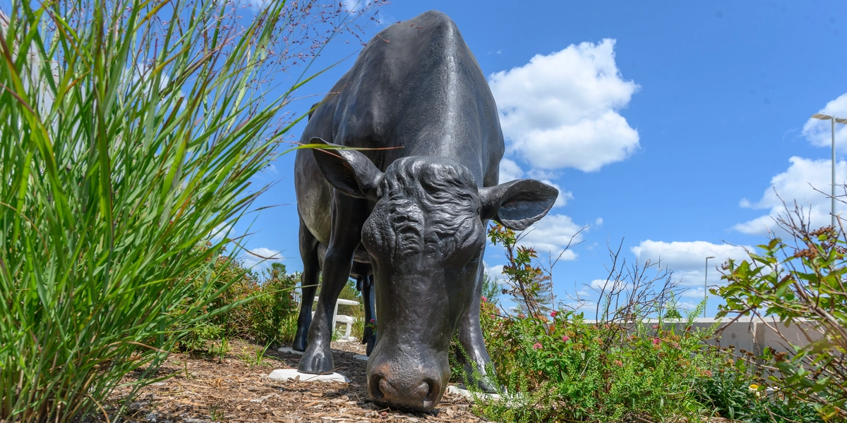 Cows and calf public art the Dairy Cattle Teaching and Research Center