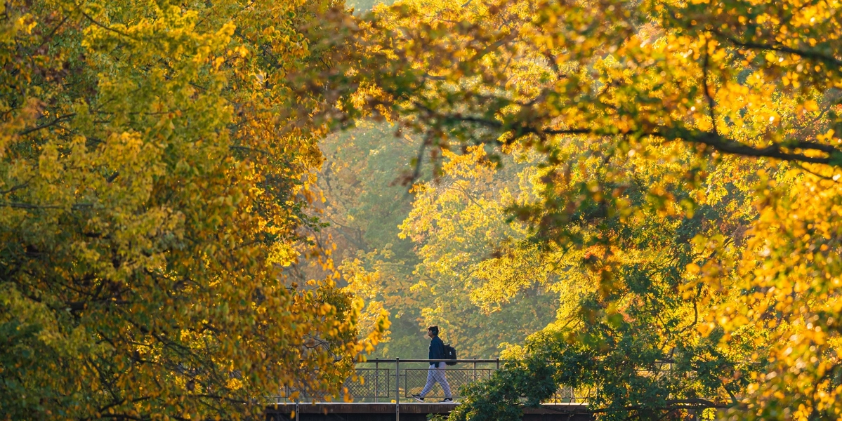 Person walking on a bridge over a small river waterfall surrounded by trees with yellow leaves.