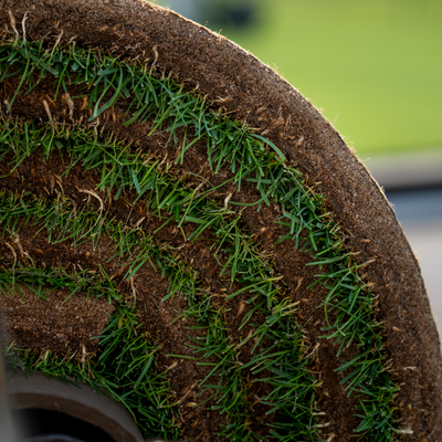 Sod rolls of the turfgrass before it is placed on the ground