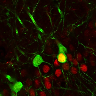 Neurons, stained green, are found in a specific brain circuit regulating mood, while the transcription factor DeltaFosB, labeled red, is found in some of these circuit neurons.