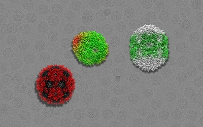 Three spherical viral capsids are superimposed over a gray background. The far-left capsid is red and black, the middle green and red, and the left green and white. The gray background is comprised of hundreds of similar, smaller capsids.
