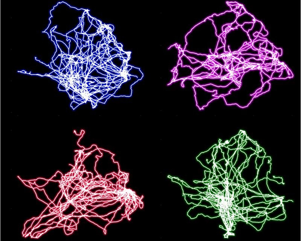 Squiggly bunches of lines in blue, purple, pink and green that show the routes of spotted hyenas at night