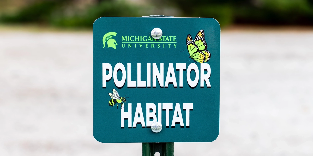 A green Michigan State University sign reading "Pollinator Habitat," illustrated with a butterfly and bee, marks a restored pollinator habitat area on campus.