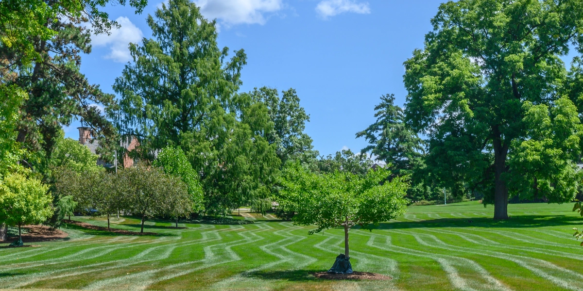 Zigzag mow patterns on Adams Field