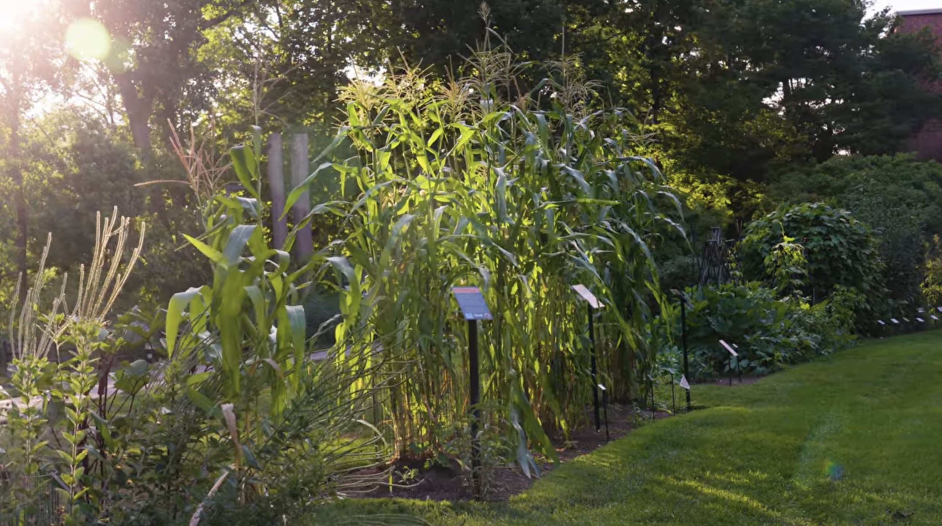 Photo of light hitting corn stalks in a garden