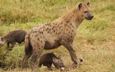 Hyenas in the wild