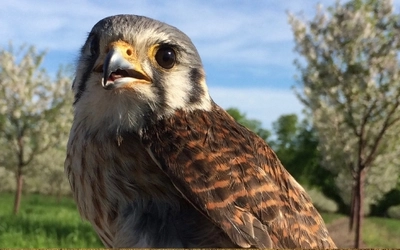 The American kestrel