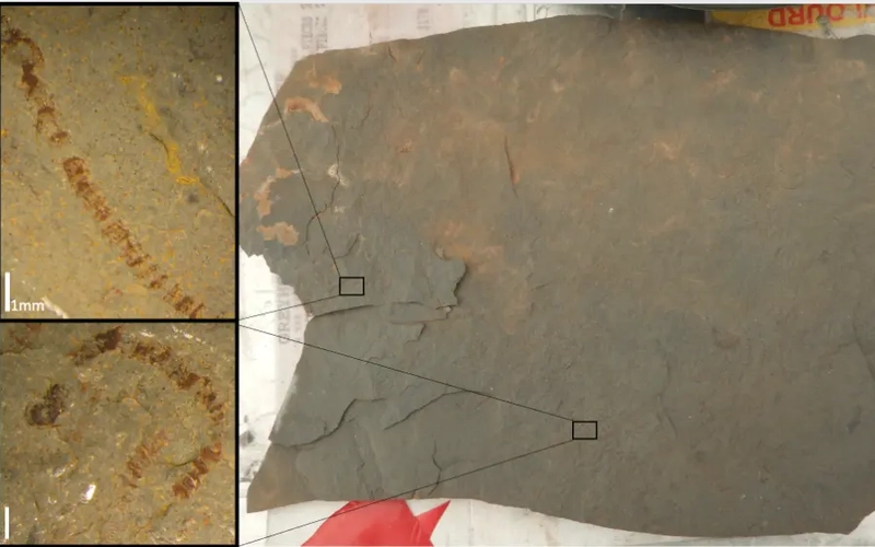 An image of a grey shale slab with two smaller images showing zoomed in areas on the specimen.