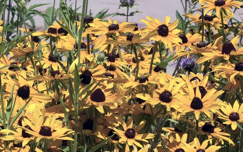 Black-eyed Susans and wild bergamot bloom in a Michigan State University pollinator habitat, providing nectar and pollen for bees, butterflies and other beneficial insects throughout the growing season.
