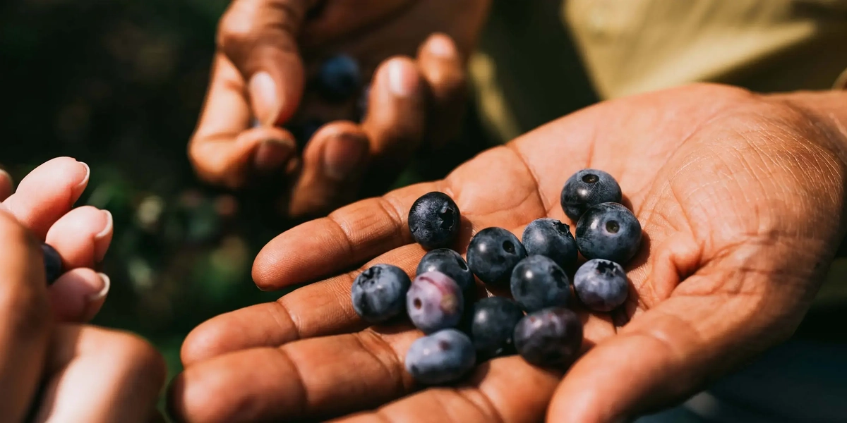 blueberries in a worker’s palm as another hand reaches to pick nearby