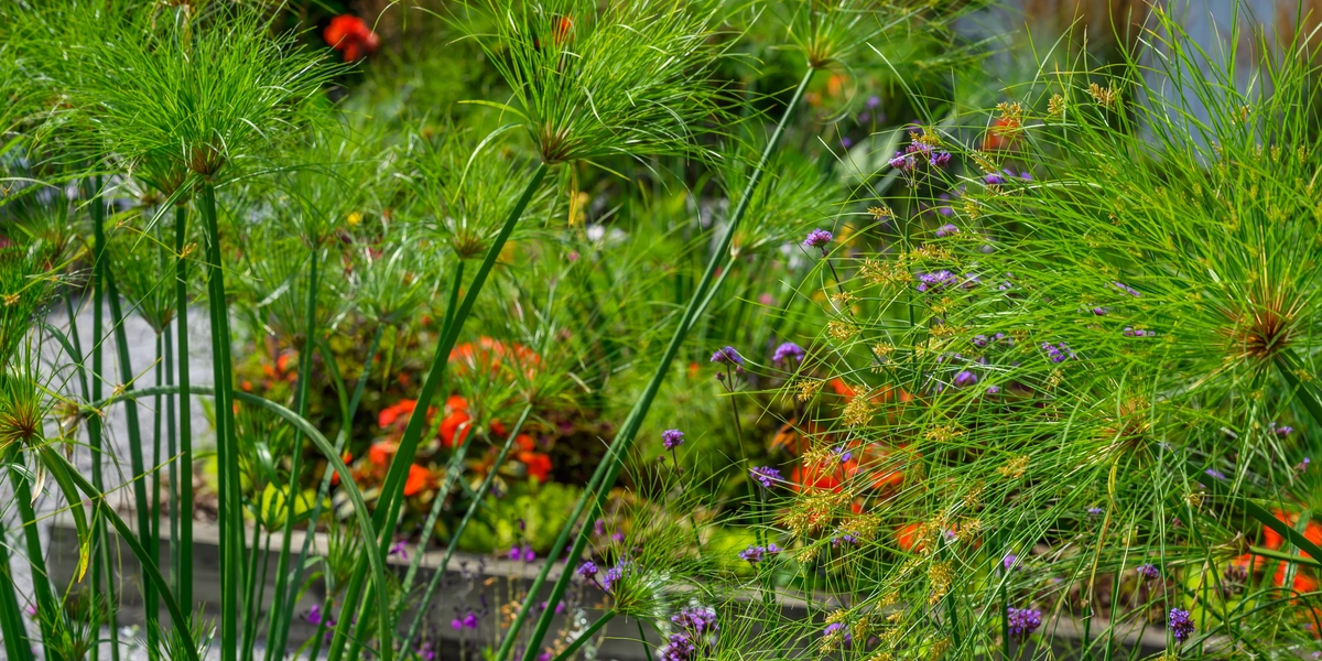 Flowers and plants in arboretum
