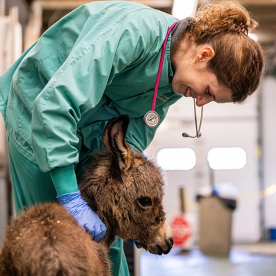 Dr. Ana Moreira and looks down at Bobby the donkey.
