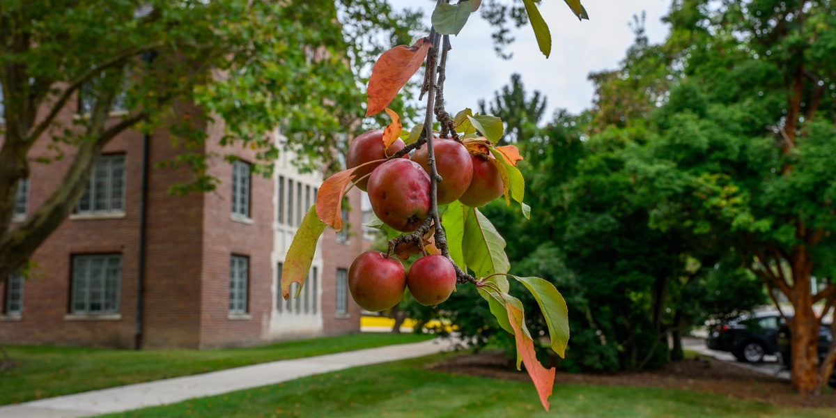 Apples on a tree between Landon and Gilchrist Hall