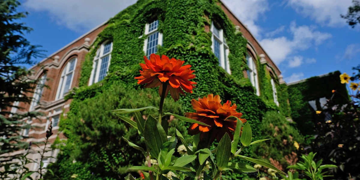 Flower in front of ivy-covered building