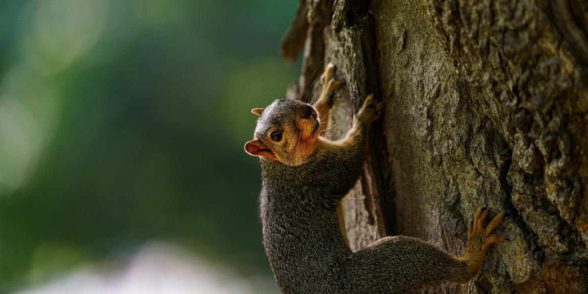 Squirrel climbing tree