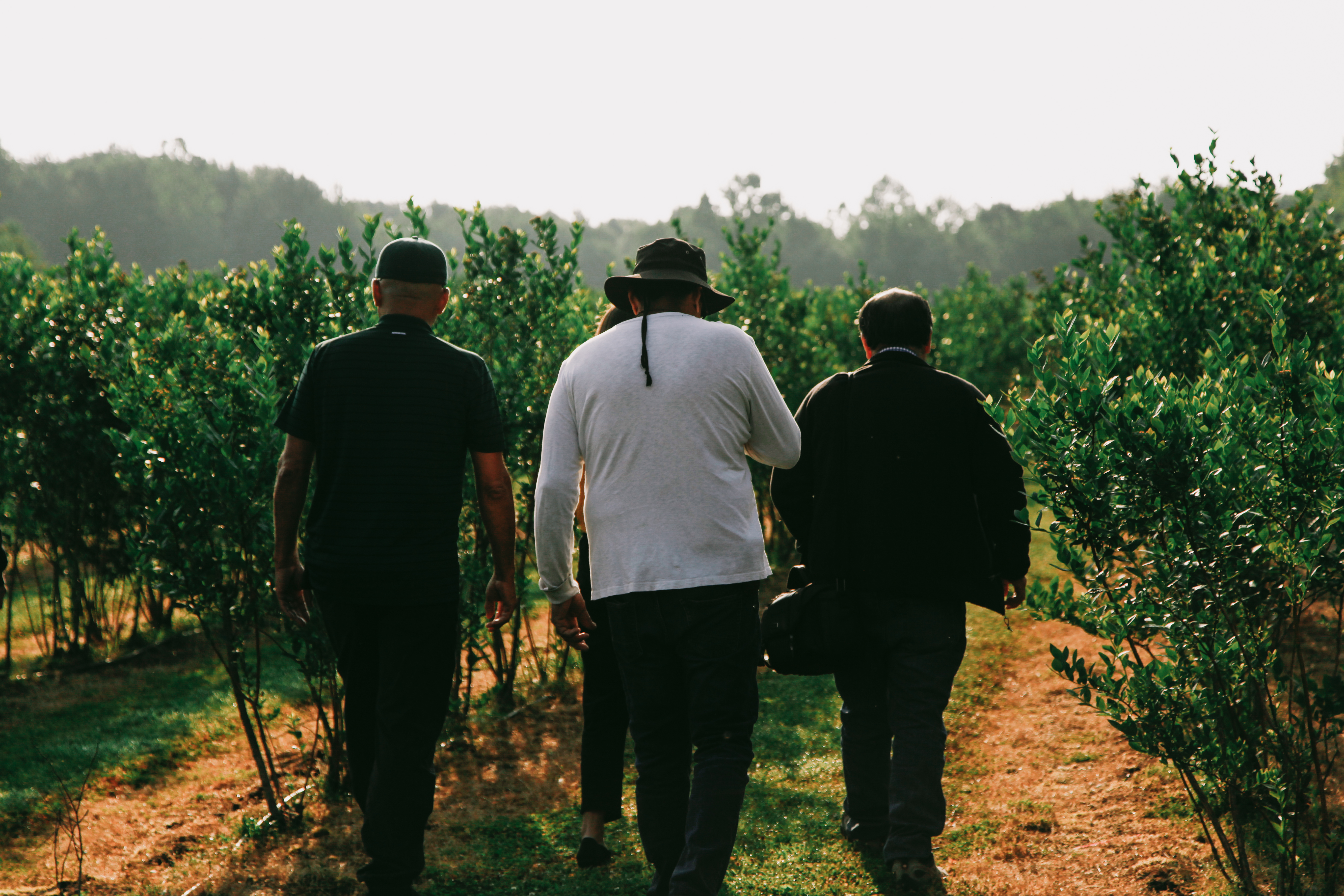 A group walks toward rows of blueberries