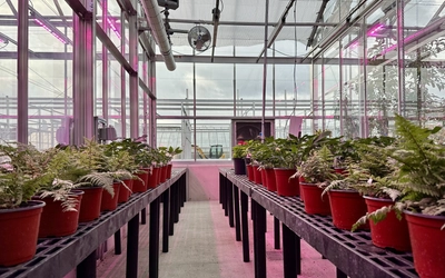 Interior view of a renovated research greenhouse with rows of potted plants under pink grow lights.