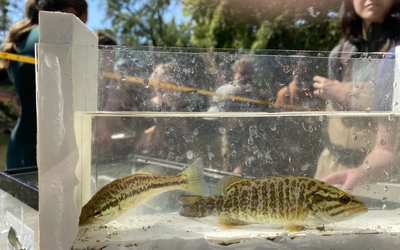 Two fish inside of a clear box container, with students in the background.