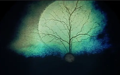 A clinical scan of the canine retina showing the localized region of gene therapy treatment.