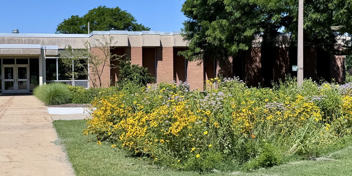 A pollinator habitat east of Conrad Hall and the MSU Libraries Archives showcases native flowering plants that provide food and habitat for bees, butterflies and other pollinators while reducing the amount of maintained turf on campus.