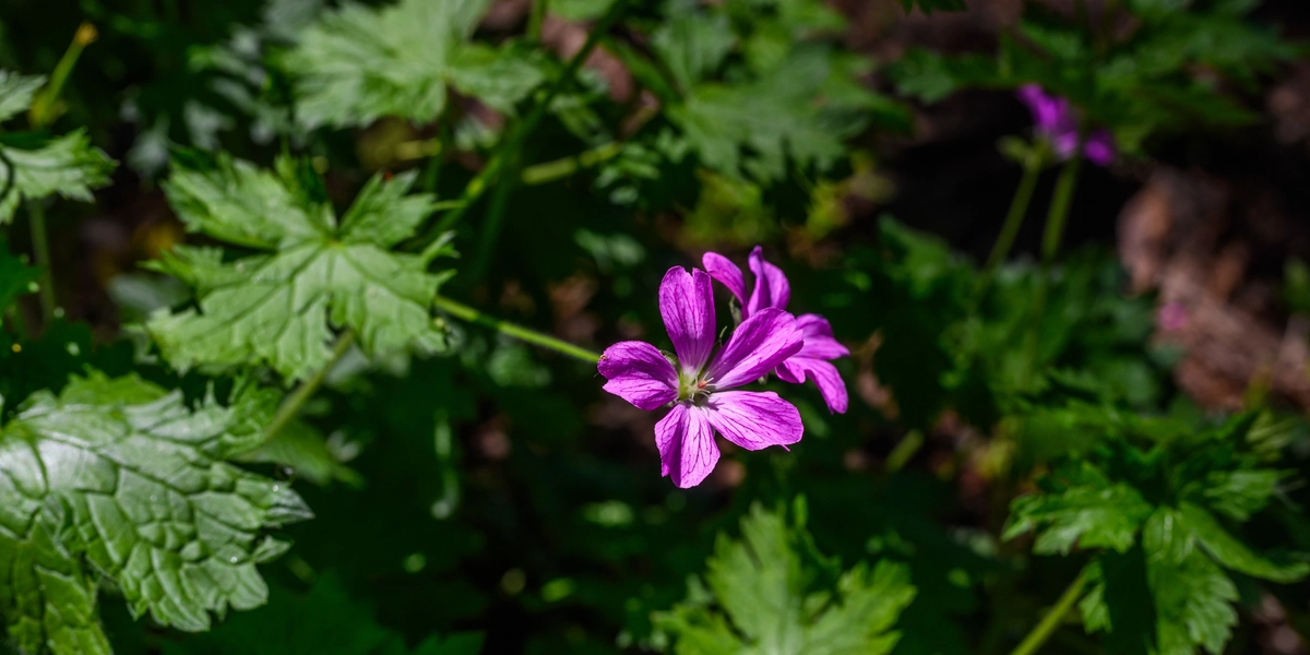 Pink flower in a shadowy bush