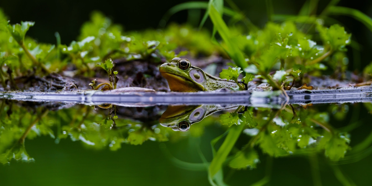 Frog in pond