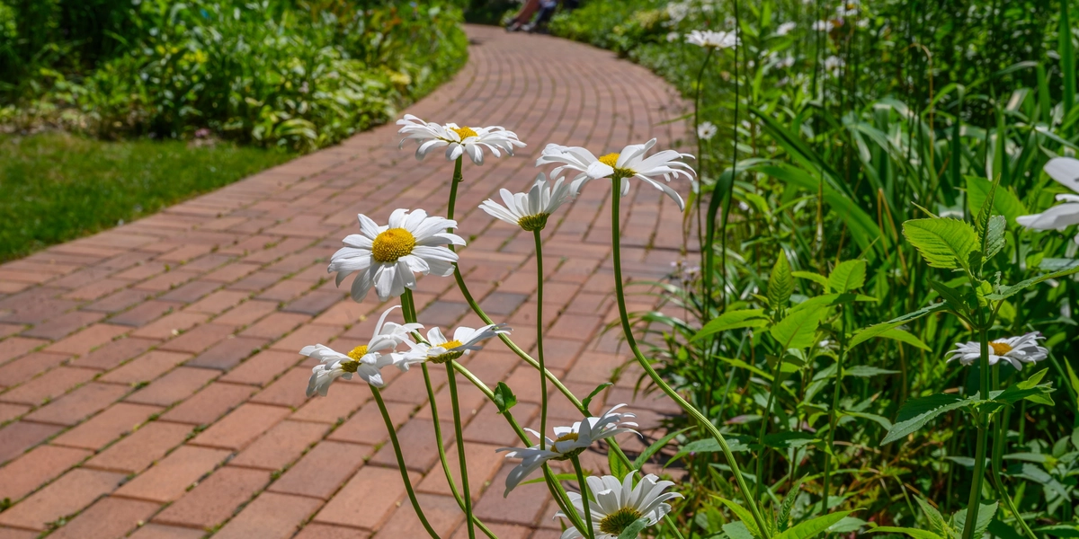 Daisies along a path