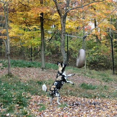 African painted dog Sassy jumping to bite a hanging toy on her habitat at Binder Park Zoo.