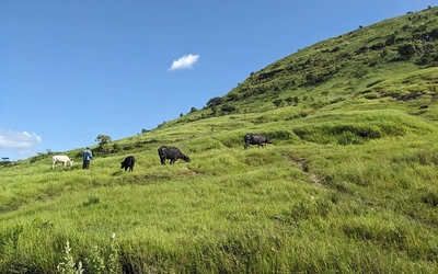 Savannah with a shepherd and cows