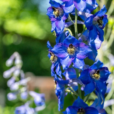 A close-up image of a purple larkspur flower in bloom at Beal Botanical Garden.