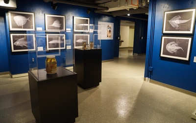 MSU Museum exhibit space with displays of x-ray images of various fish.