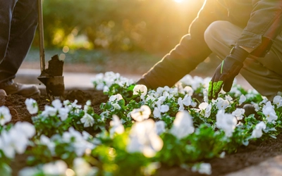 Someone attending to flowers on MSU Campus