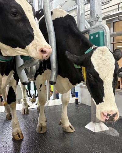 Dairy cows in the new MSU Dairy Cattle Teaching and Research Center
