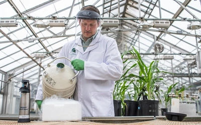 A researcher wearing protective gear including a clear face shield, green gloves and a lab coat pours liquid from a dewar inside a greenhouse facility