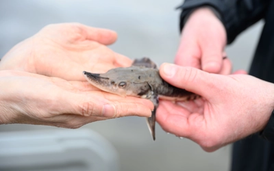 A lake sturgeon held by two hands