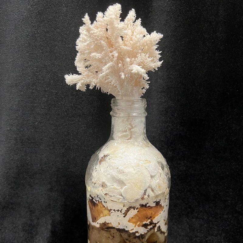 Food waste fungus growing from a glass bottle that resembles white algae