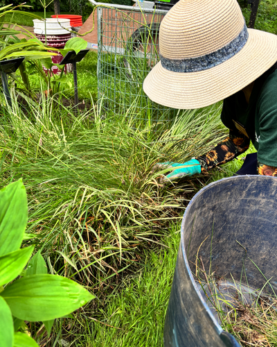 Person wearing a wide-brimmed straw hat and gardening gloves removes ornamental grass in a lush garden bed, with a large black yard-waste container nearby and plant markers visible in the background.