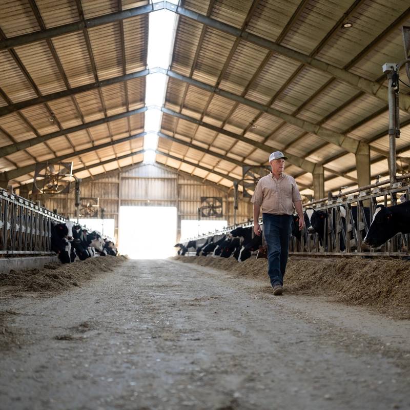 A farmer walks through a dairy barn between rows of Holstein cows.
