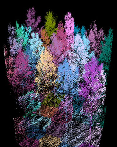 Individual tree crowns shown through 3D laser mapping.