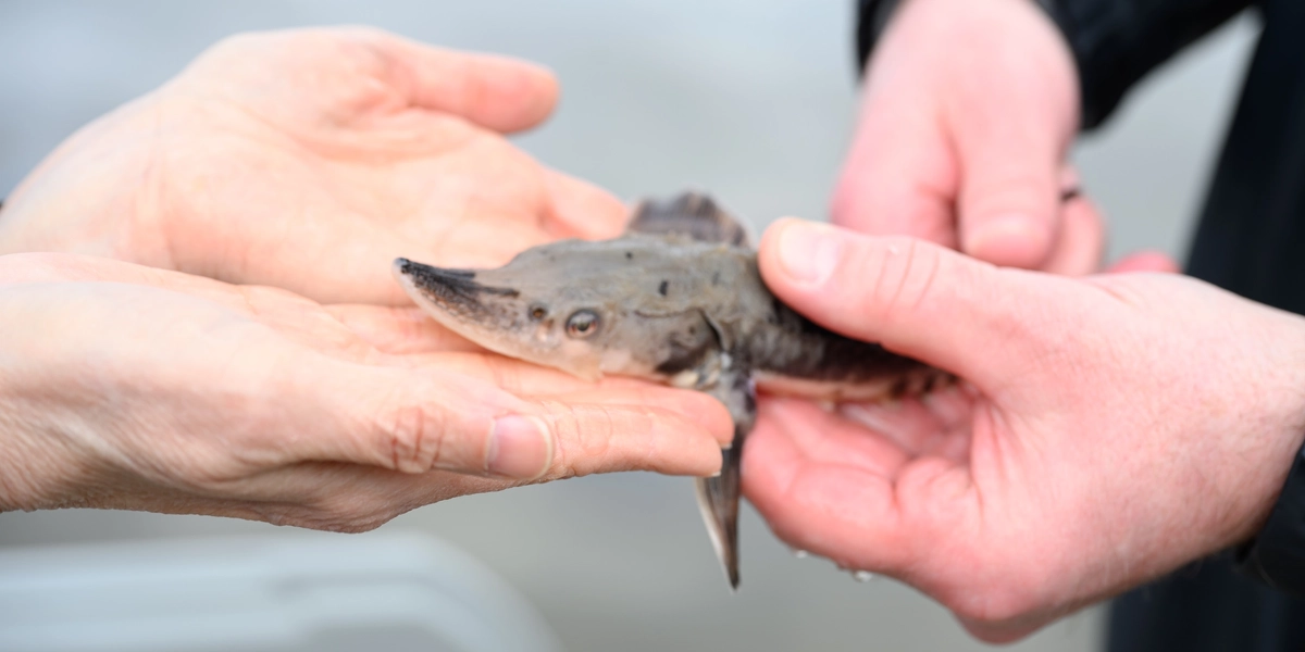 A lake sturgeon held by two hands