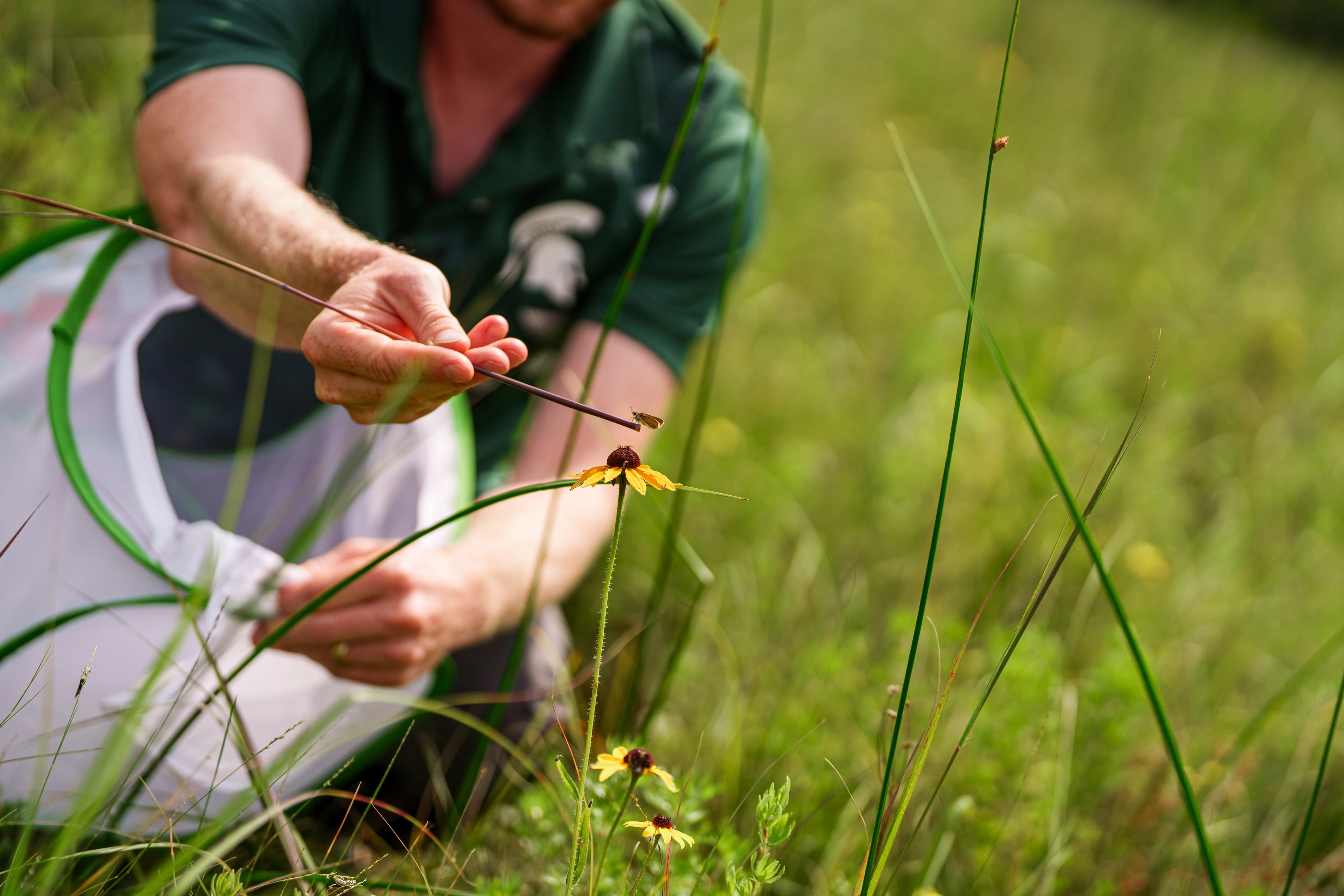 A researcher guides a skipperling toward a black-eyed Susan flower in a restored Michigan prairie