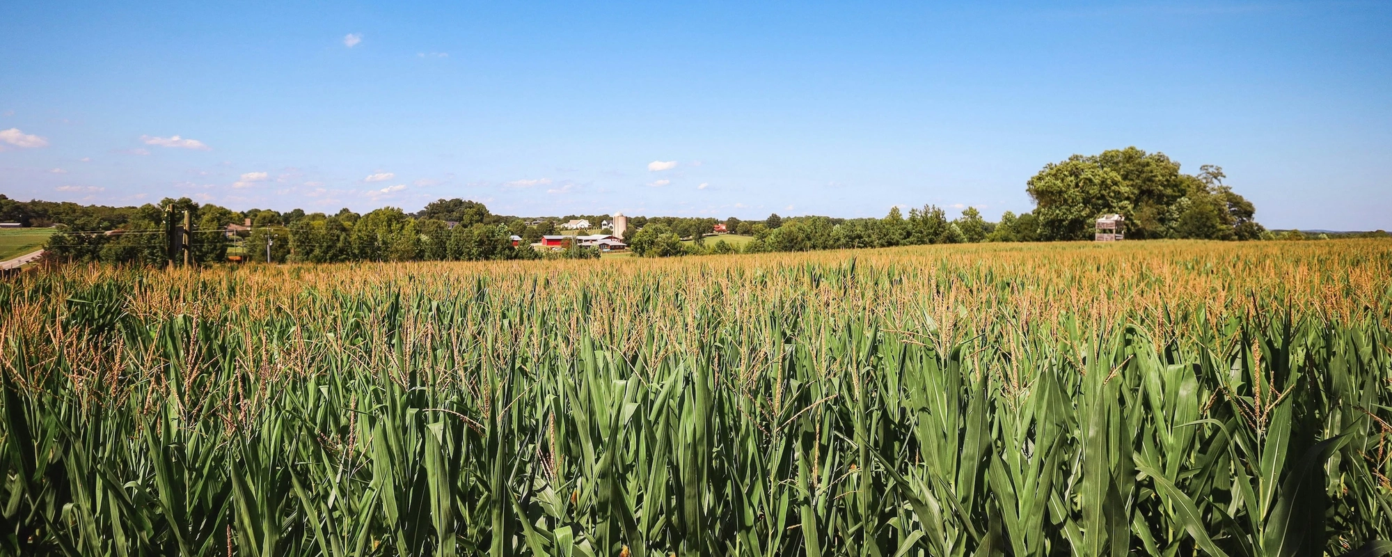 A corn field.