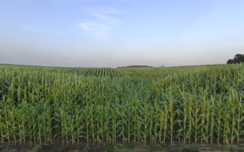 A vast cornfield stretches out under a clear blue sky. The rows of tall, green corn plants are neatly aligned and extend to the horizon. The field is surrounded by a few trees on the right side.